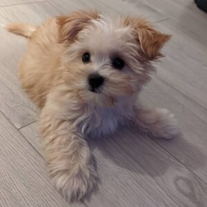 Morkie puppies for sale