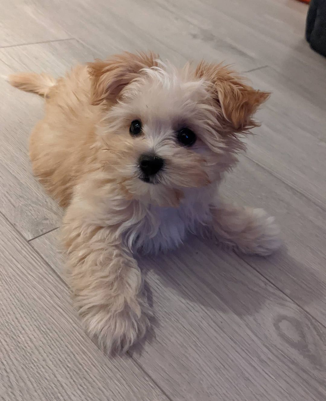Morkie puppies for sale