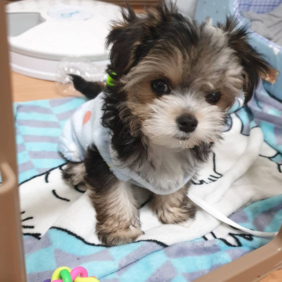 buy Morkie puppies online