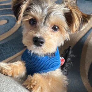 Morkie puppies near me