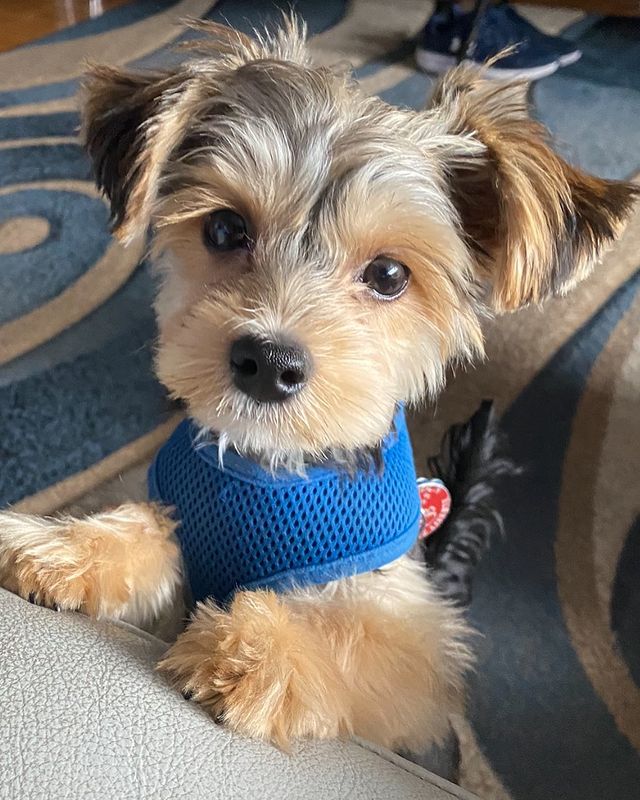 Morkie puppies near me online kaygan will melt your heart with her Cuteness and sweet Morkie puppies near me