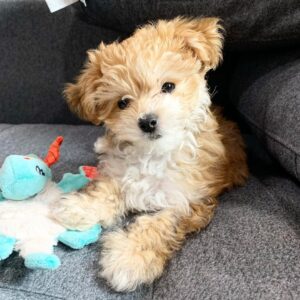 Morkie puppies for rehoming