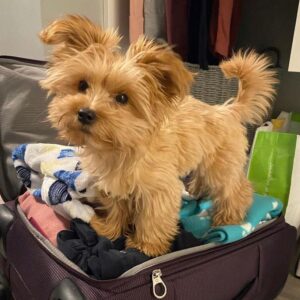 morkie puppy