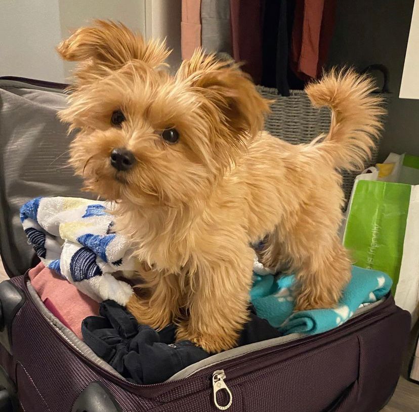 morkie puppy This puppy is very cute and I have already been house trained. Much like her father, she is an outgoing, devilish morkie puppy