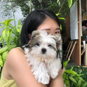 Morkie puppies for sale