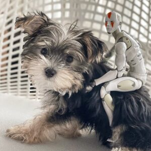 Morkie puppies for sale