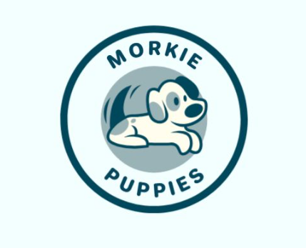 Morkie puppies near me online